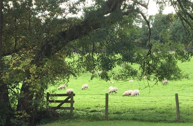 Sheep in a field in the UK.