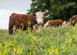 Hereford cows in a field