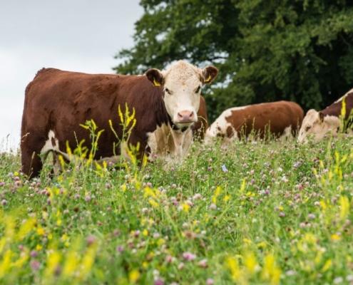 Hereford cows in a field