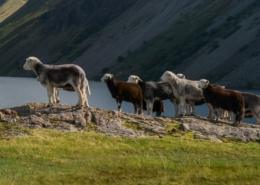 Herdwick sheep in the Lake District in England