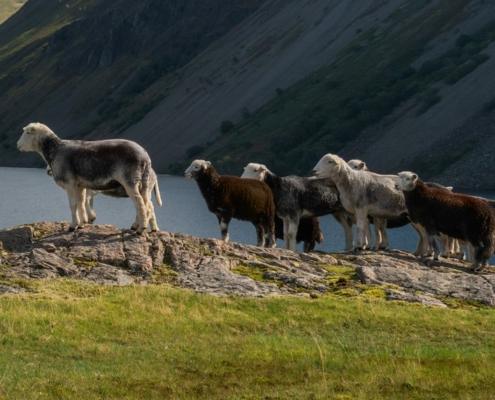 Herdwick sheep in the Lake District in England