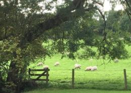 sheep in a field