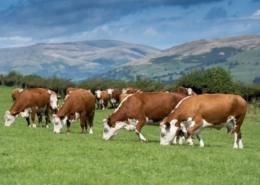 cows in a field eating grass