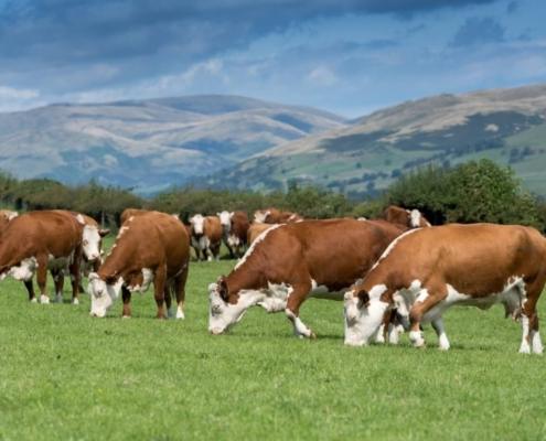 cows in a field eating grass
