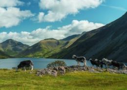 sheep on a hill with mountains in the background