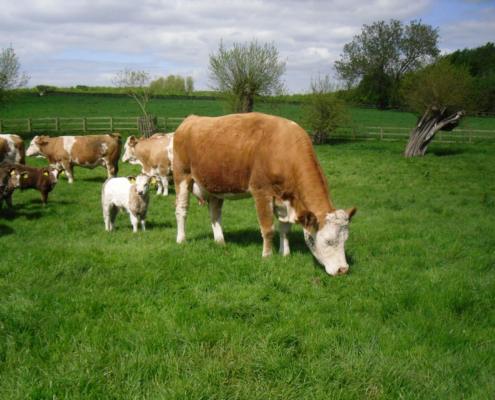 herd of cross breed cattle