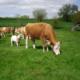 herd of cross breed cattle