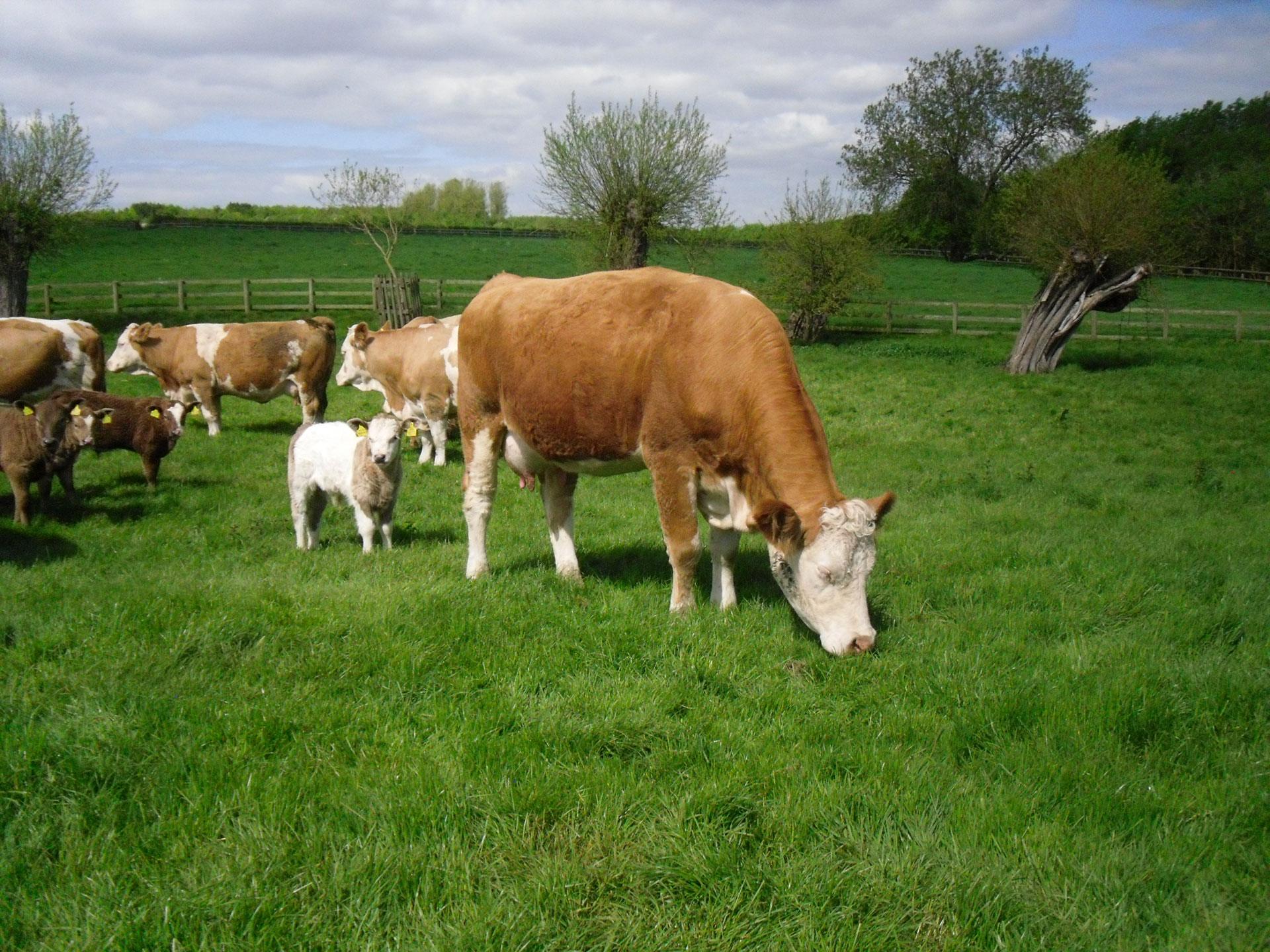 herd of cross breed cattle