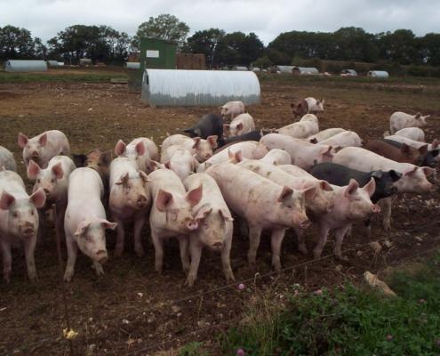 outdoor pig herd