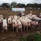 outdoor pig herd