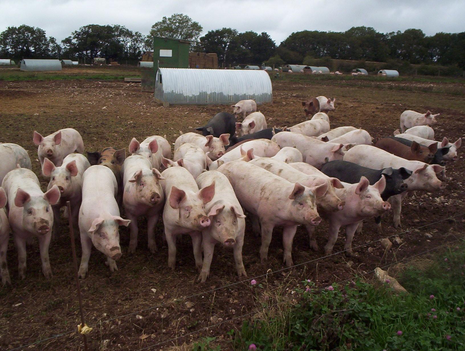 outdoor pig herd