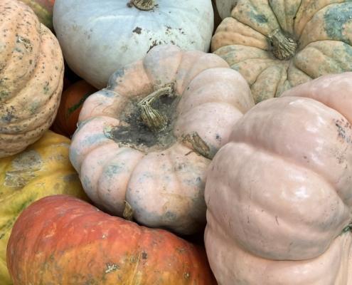 assorted pumpkins