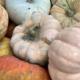 assorted pumpkins