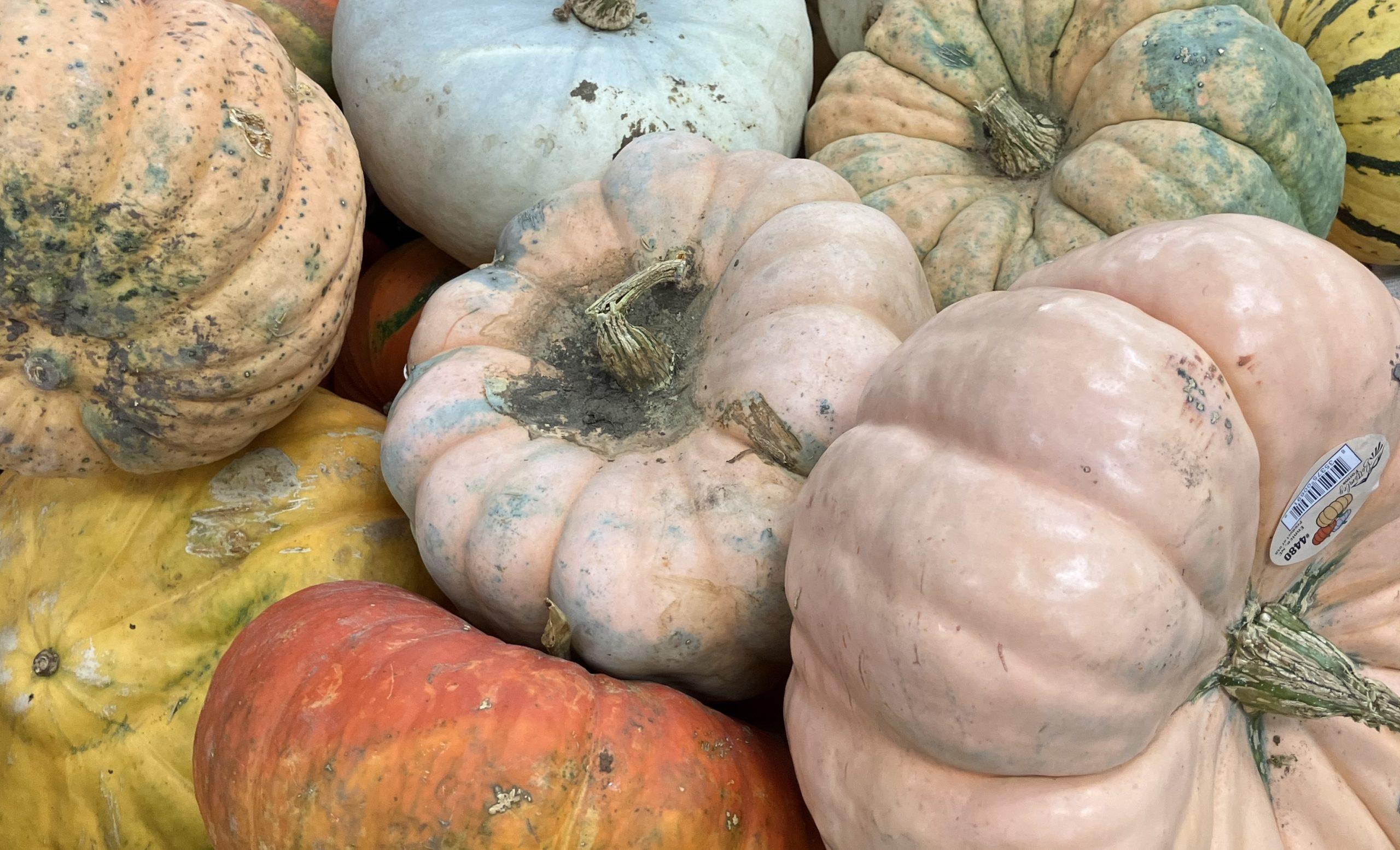 assorted pumpkins