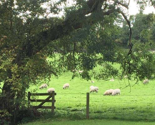 sheep grazing in a typical British field