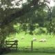 sheep grazing in a typical British field