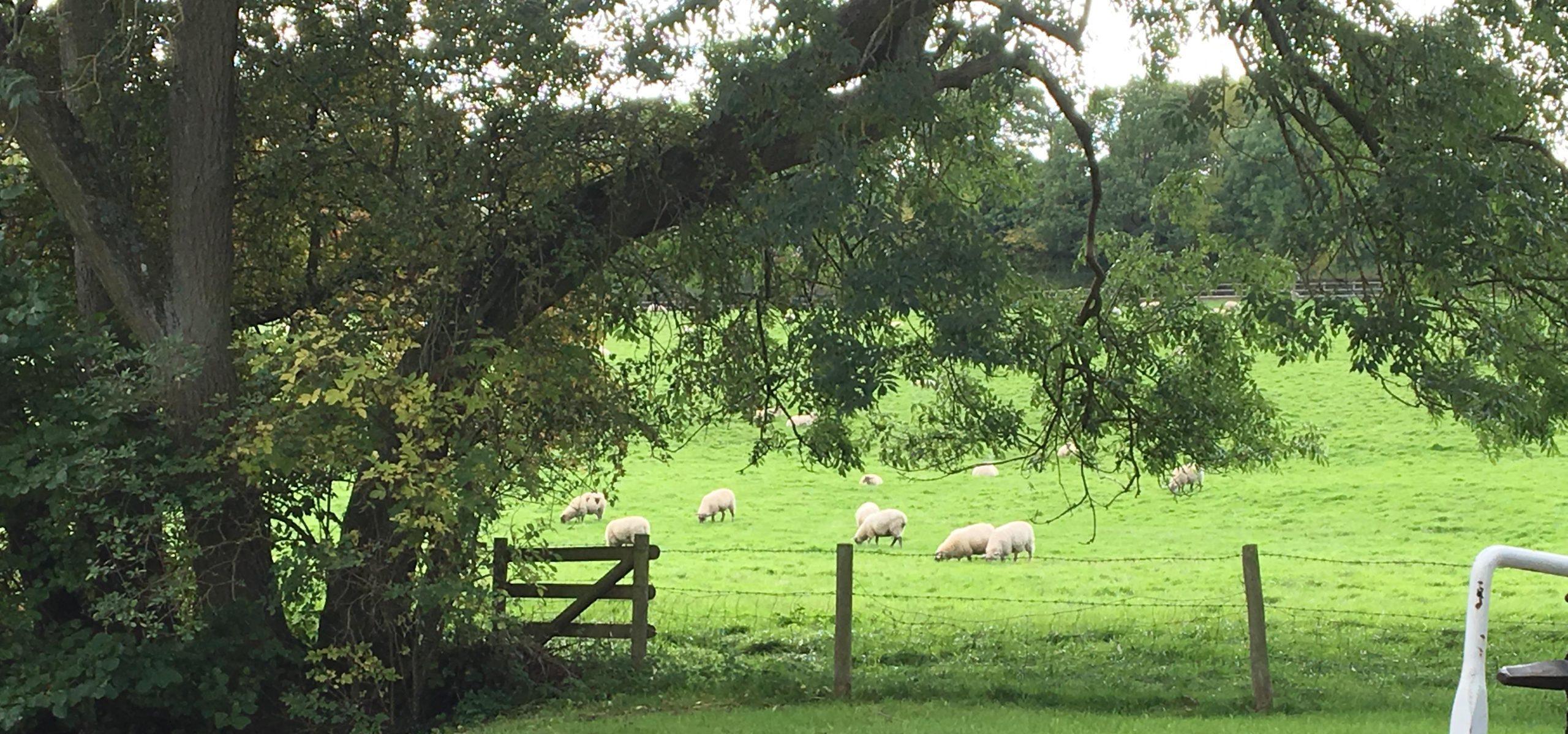 sheep grazing in a typical British field