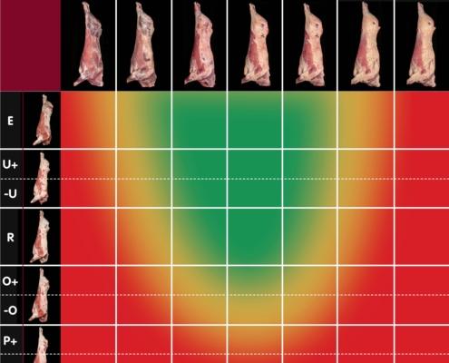 graphic of a UK beef carcass classification grid