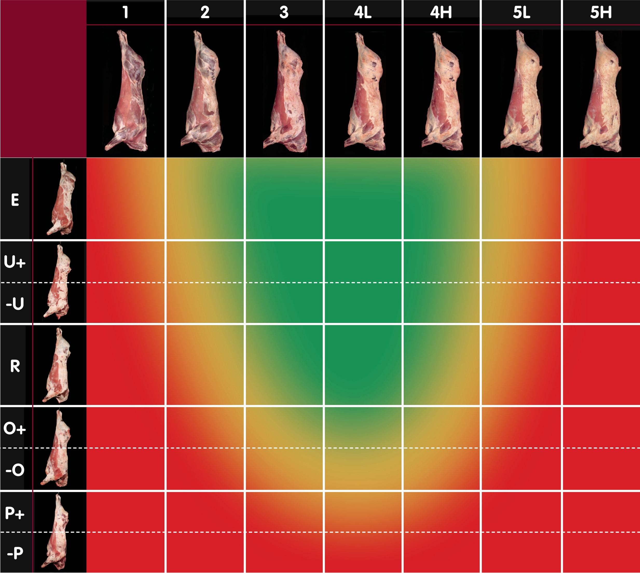 graphic of a UK beef carcass classification grid