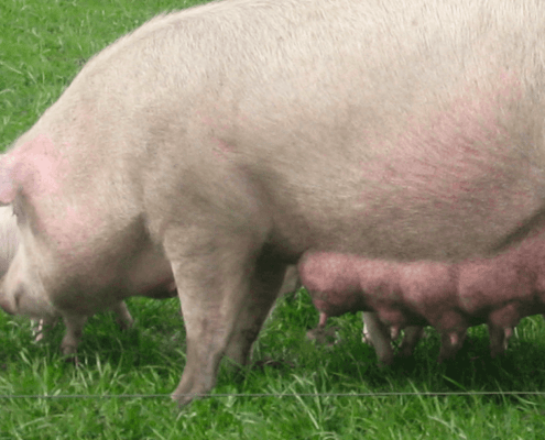 sow and piglets
