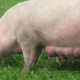 sow and piglets