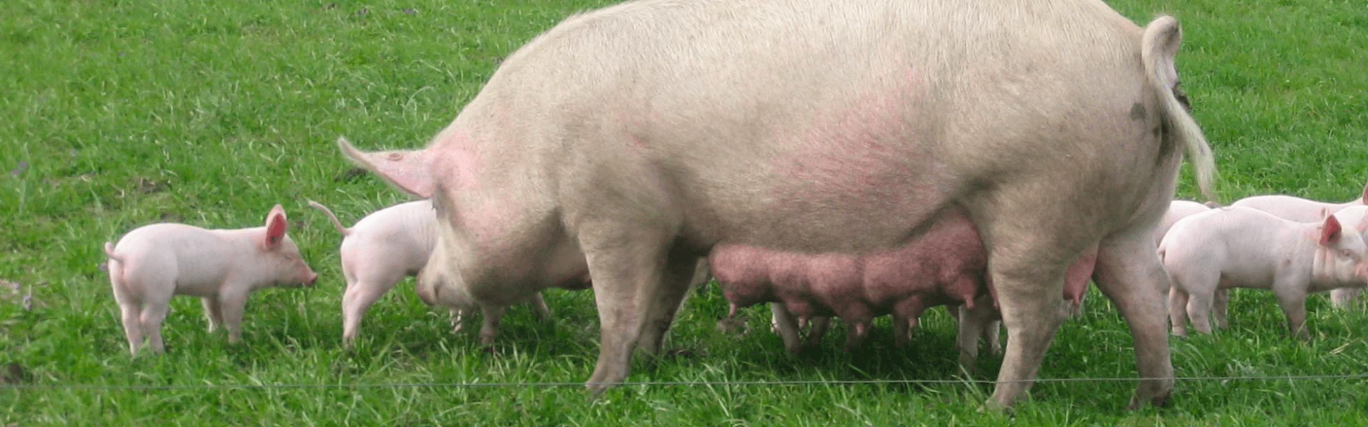 sow and piglets