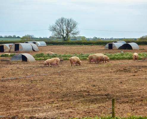 Pigs in a field